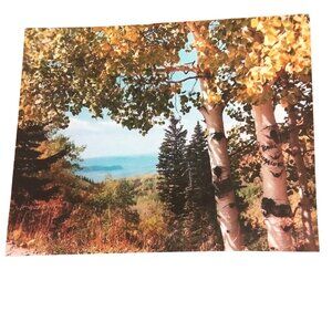 Print Aspen Trees Mountain Lake View 10x8 Inches Vintage Kodak Photo